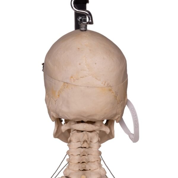 Skeleton - Articulated

31820 - Image 5