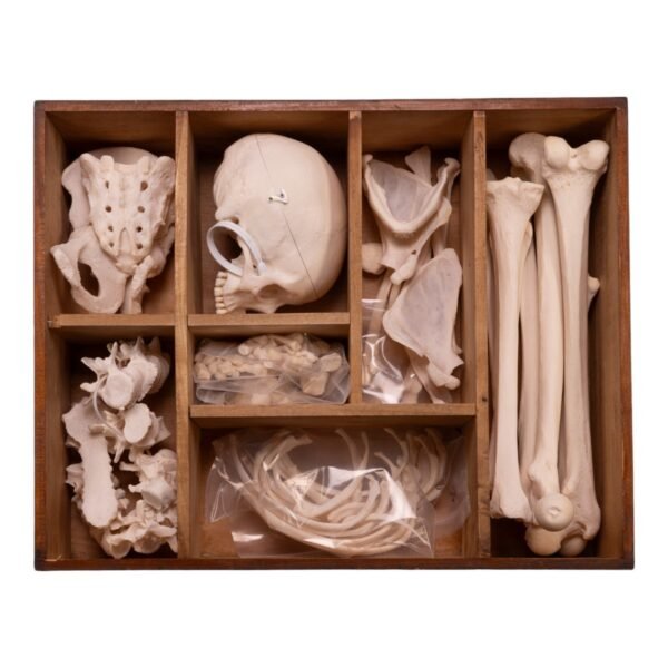 Disarticulated Skeleton with Carrying Case(30288) - Image 2