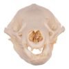Real Gray Wolf Skull - Pathology
31491