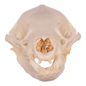 Real Gray Wolf Skull - Pathology
31491