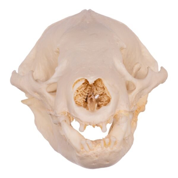 Real Badger Skull - Pathology
14546