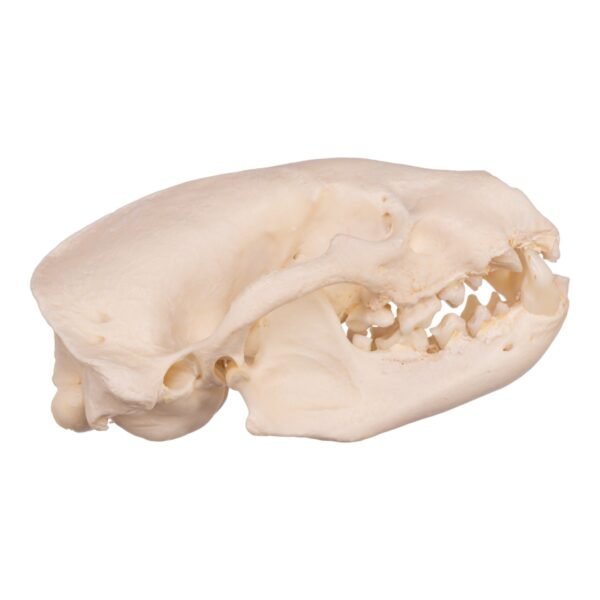 Real Gray Wolf Skull - Pathology
31491 - Image 2