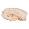 Real Gray Wolf Skull - Pathology
31491 - Image 3