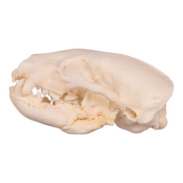 Real Gray Wolf Skull - Pathology
31491 - Image 3