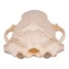 Real Gray Wolf Skull - Pathology
31491 - Image 4