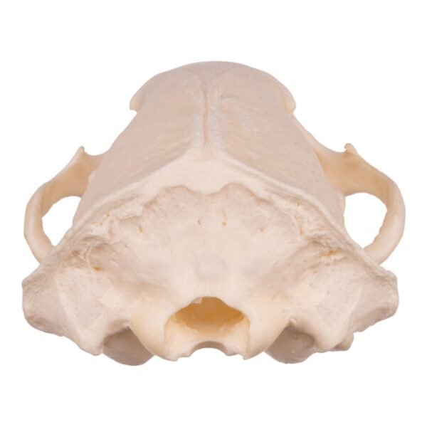 Real Gray Wolf Skull - Pathology
31491 - Image 4