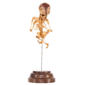 Fetal Skeleton On Stand

6319