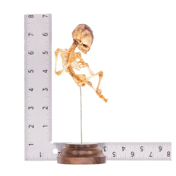 Fetal Skeleton On Stand

6319 - Image 4