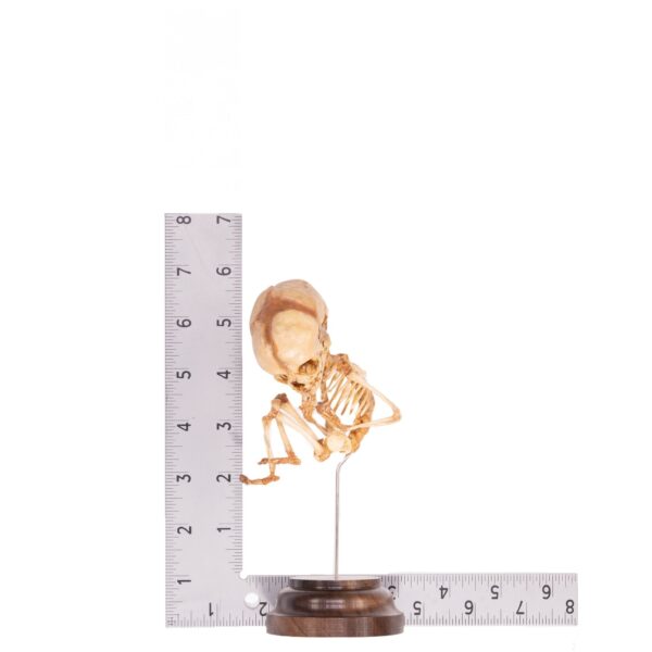 Fetal Skeleton On Stand

52320 - Image 4