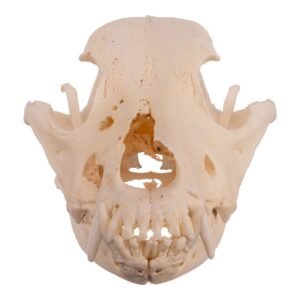 Real Domestic Dog Skull - Pathology
14586
