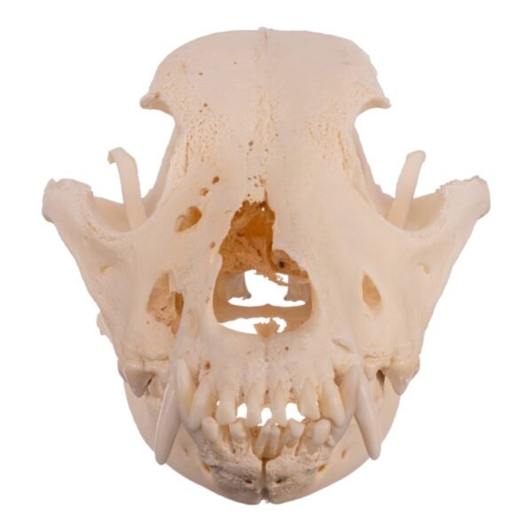 Real Domestic Dog Skull - Pathology
14586
