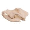 Real Domestic Dog Skull - Pathology
14586 - Image 2