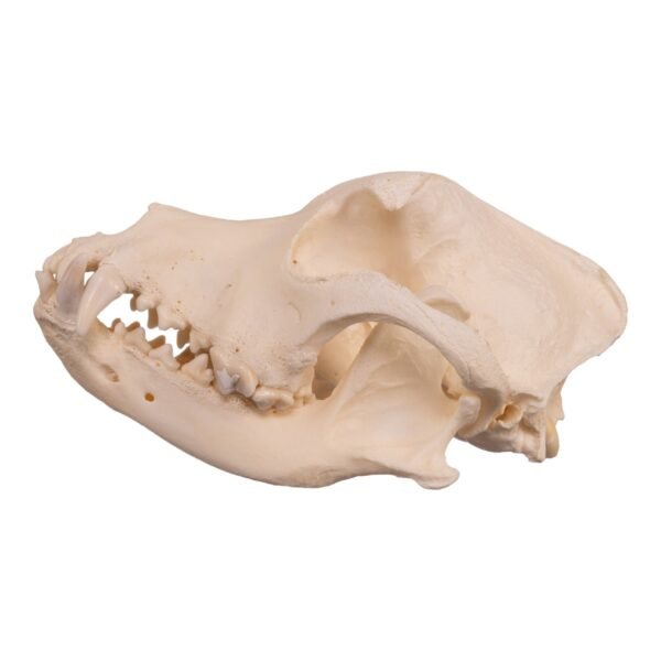 Real Domestic Dog Skull - Pathology
14586 - Image 2