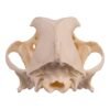 Real Domestic Dog Skull - Pathology
14586 - Image 3