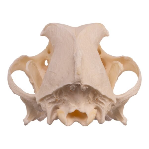 Real Domestic Dog Skull - Pathology
14586 - Image 3