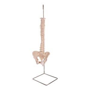 Spine

30992