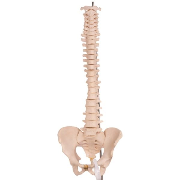 Spine

30992 - Image 3