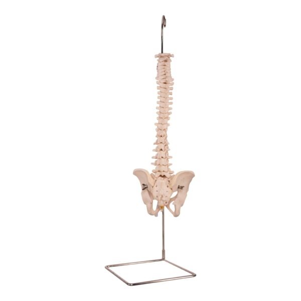 Spine

30992 - Image 2
