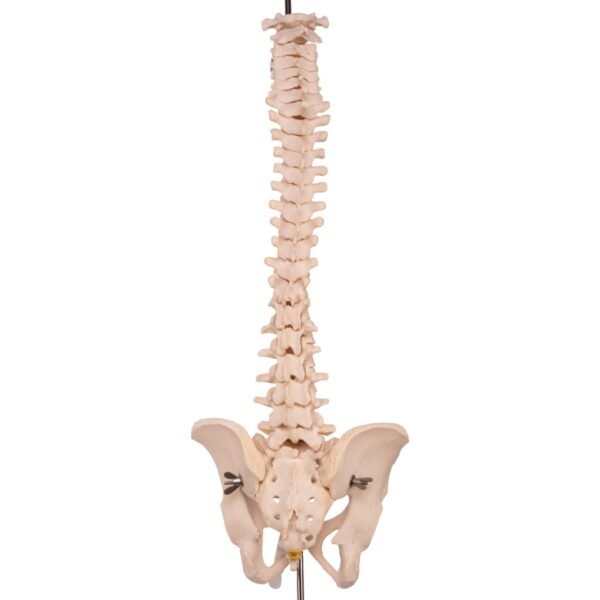 Spine

30992 - Image 4