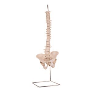 Spine 34700
