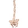Spine 34700 - Image 3