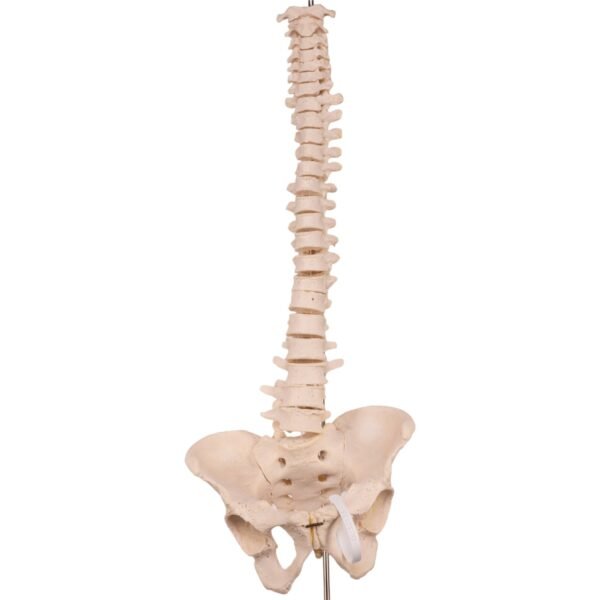 Spine 34700 - Image 3