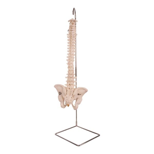 Spine 34700 - Image 4