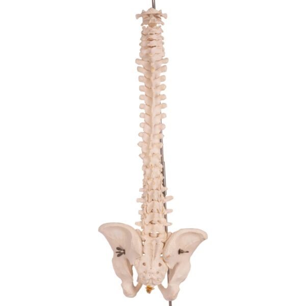 Spine 34700 - Image 2