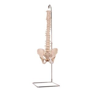 Spine

30467