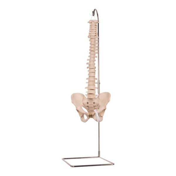 Spine

30467