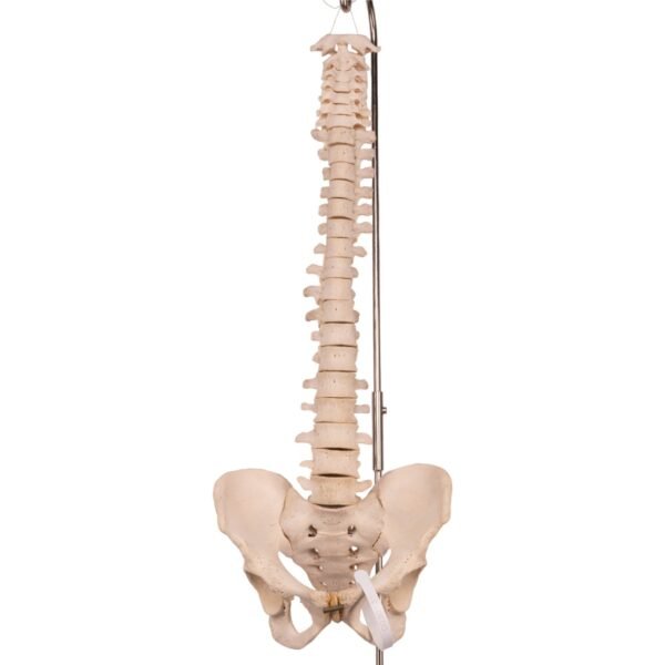 Spine

30467 - Image 3