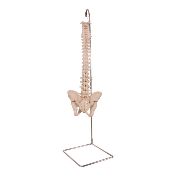Spine

30467 - Image 2