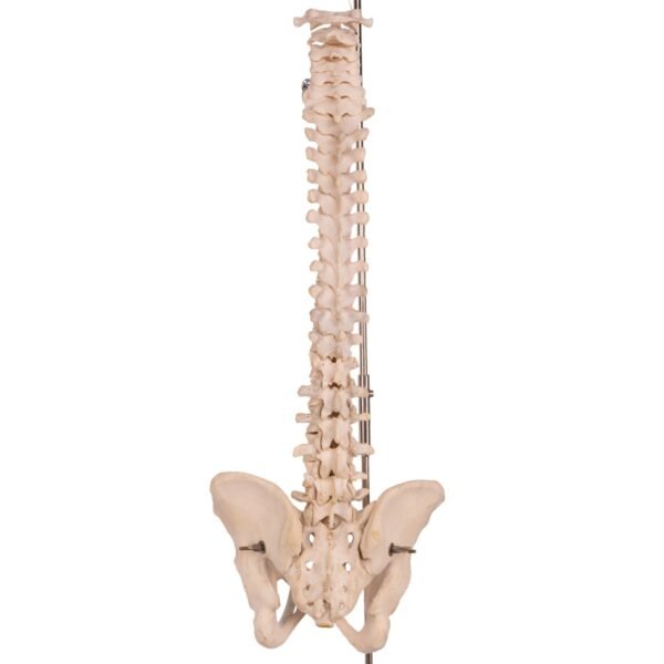 Spine

30467 - Image 4