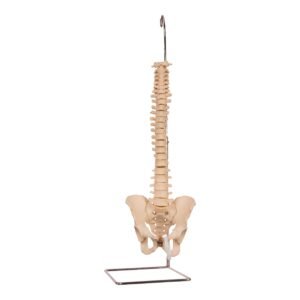Spine 31348