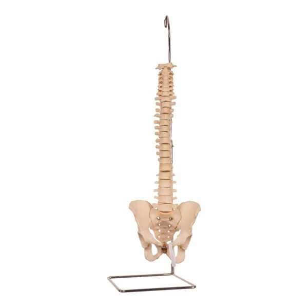 Spine 31348