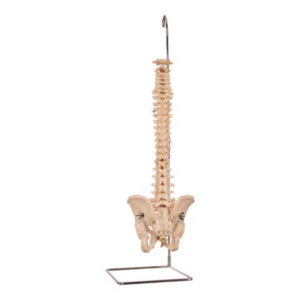 Spine 31348 - Image 2