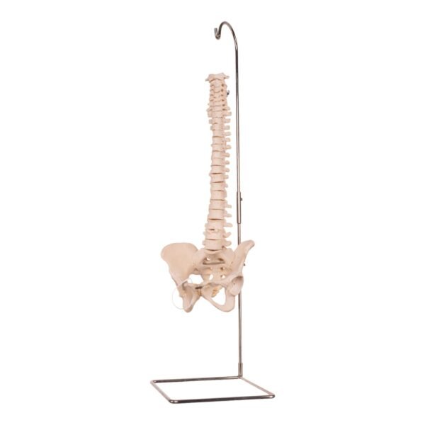 Spine 30199