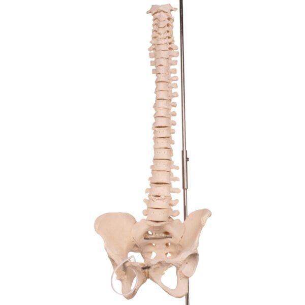 Spine 30199 - Image 3