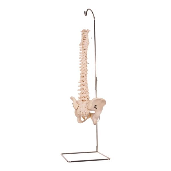 Spine 30199 - Image 2
