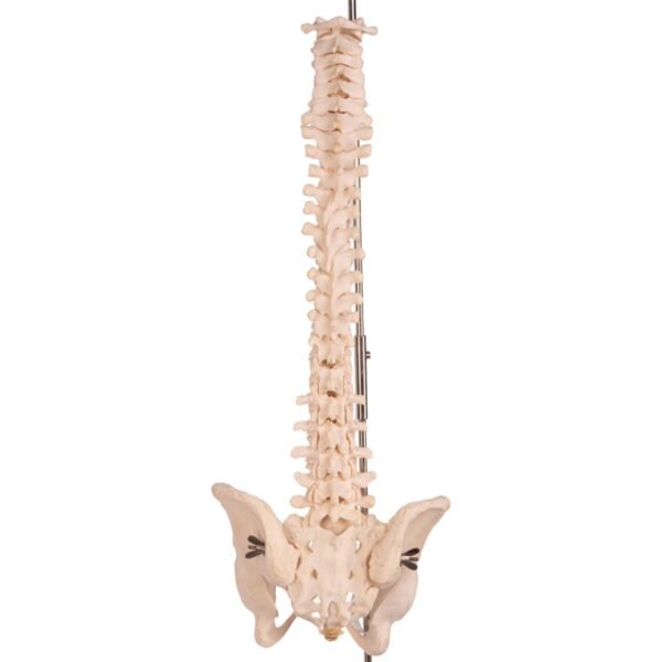 Spine 30199 - Image 4