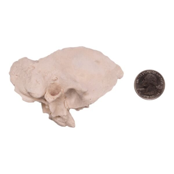 Right Temporal Bone - Image 3