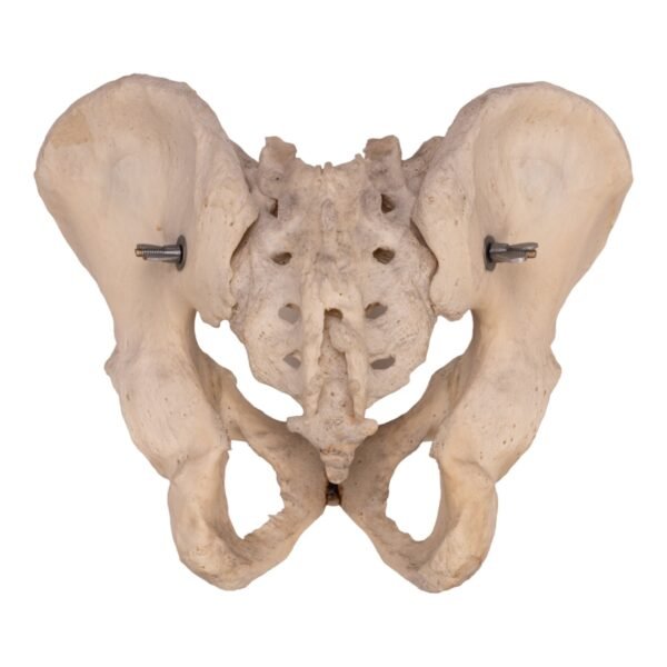 Pelvis, Sacrum, and Coccyx - Articulated - Image 2