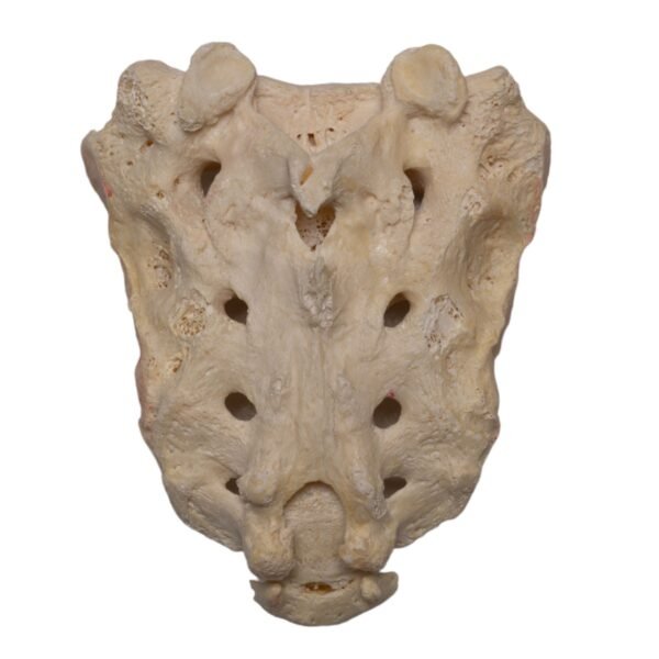 Real Human Sacrum - Image 2