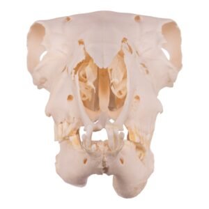 Real Domestic Sheep Skull - Pathology

14608