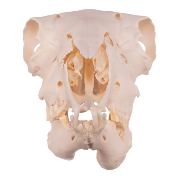 Real Domestic Sheep Skull - Pathology

14608