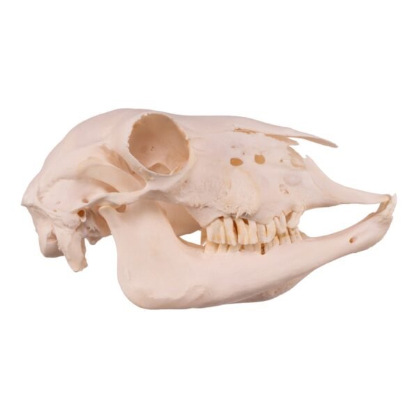 Real Domestic Sheep Skull - Pathology

14608 - Image 2