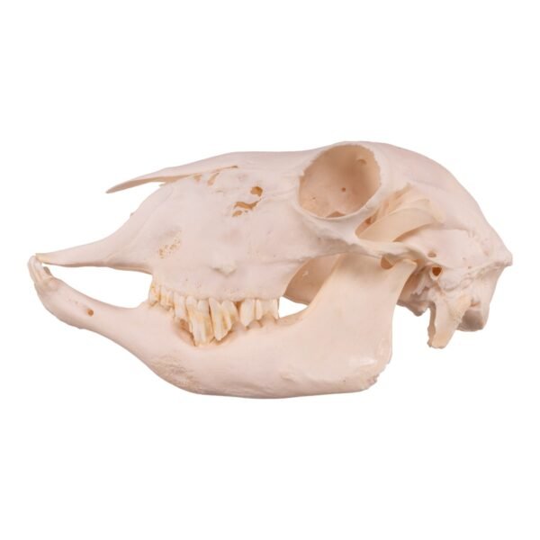 Real Domestic Sheep Skull - Pathology

14608 - Image 3