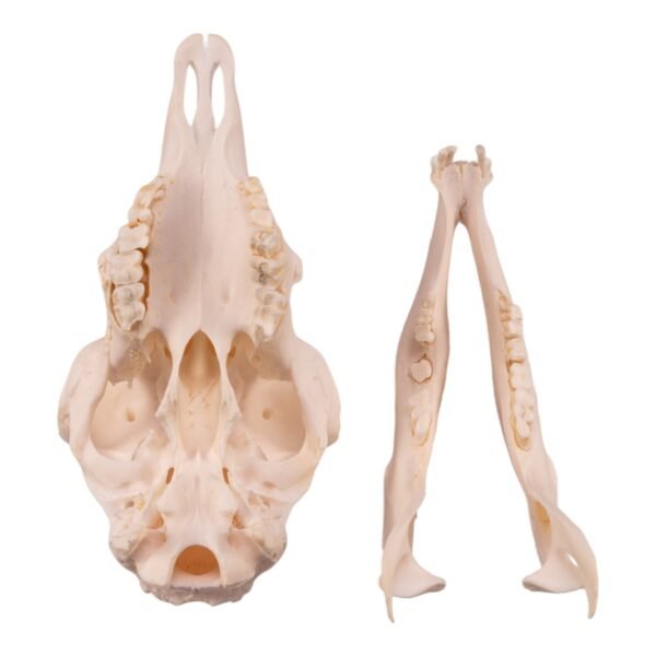 Real Domestic Sheep Skull - Pathology

14608 - Image 4