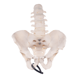 Lower Spine and Pelvis - Articulated