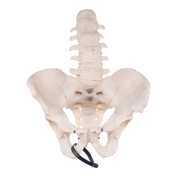 Lower Spine and Pelvis - Articulated